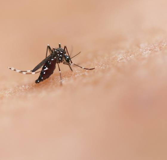 Dengue: como se proteger